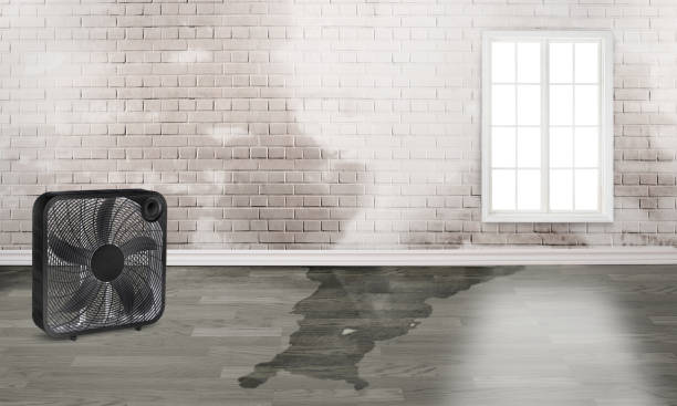 Best Carpet water damage restoration  in Bloomington, TX